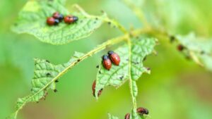 Farm Pest Control